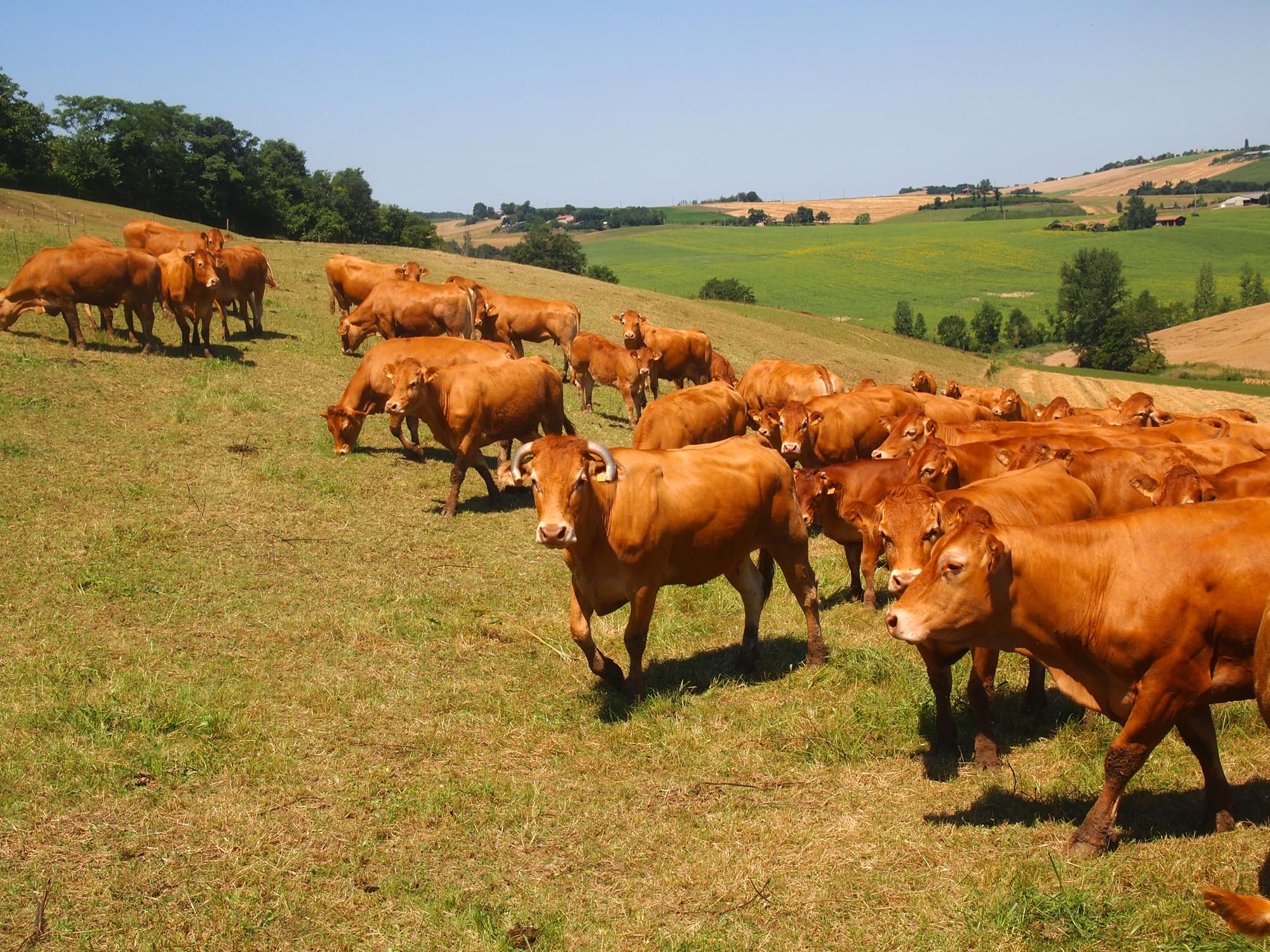 La Limousine Ferme De Peyrot Vente Directe De Viande Bovine 